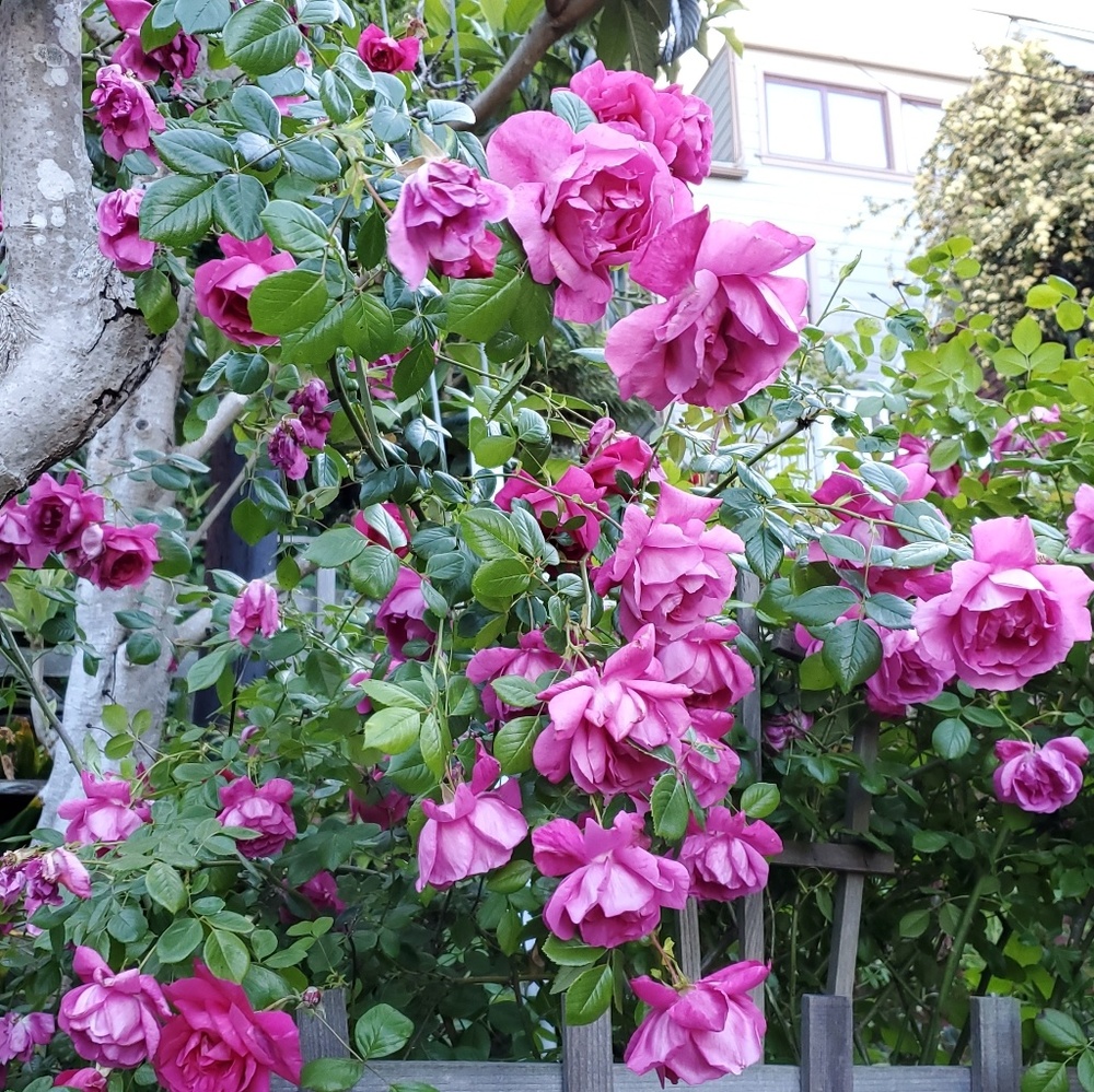 Meet your Posher, Monique